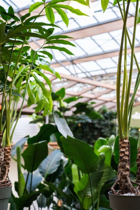 Ontdek De Groene Oase Van Allerlei Soorten Kamerplanten Intratuin Duiven