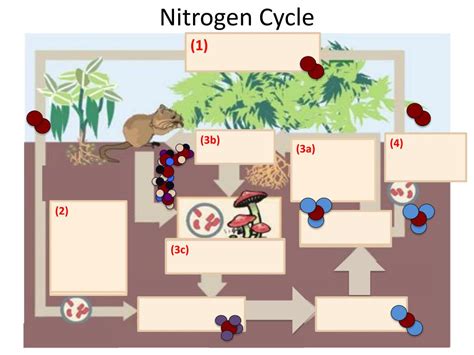 Ppt Nitrogen Cycle Powerpoint Presentation Free Download Id7080925