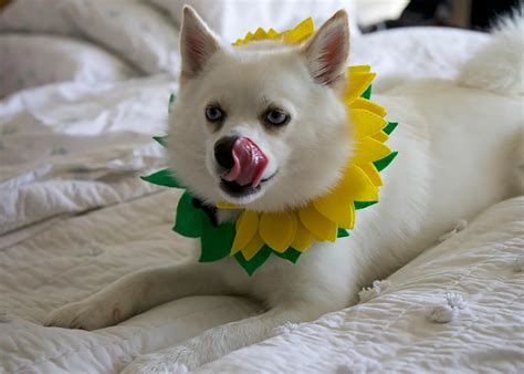 The Ultimate Pomsky Puppy Ownership Guide - Pawrade.com