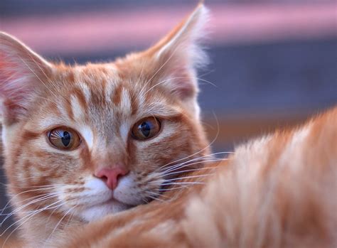 Cute Cat Wallpaper Papel De Parede De Gato Papeis De