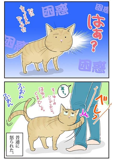 ＜画像652 657＞【ネコ漫画】個性あふれる3匹の猫とのドタバタな日常を描いたコミックエッセイを一気読み！｜ウォーカープラス