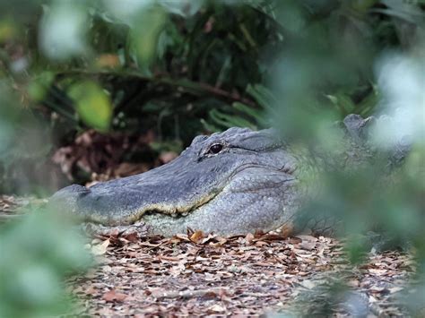 Florida State Reptile Alligator