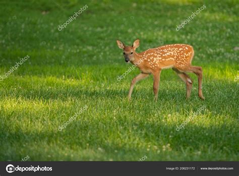 White Tailed Deer Fawn Spots Meadow Summer Stock Photo by ©EEI_Tony ...