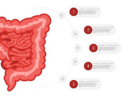 Infograf A De Anatom A Del Sistema Digestivo Vector Premium