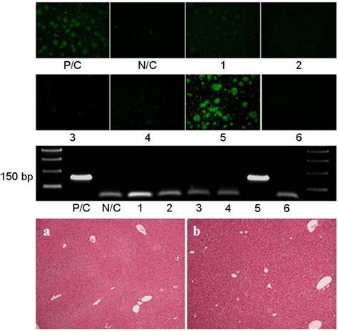 Mhv Screening With Indirect Fluorescent Assay Ifa Rt Pcr And Download Scientific Diagram