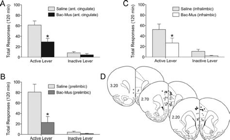 Baclofen And Muscimol Microinjected Into The Infralimbic Prelimbic Download Scientific