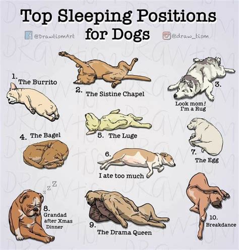 Dog Sleeping Positions Chart