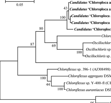 Phylogenetic Tree Of The 16s Rrna Gene Sequences From The New Isolates