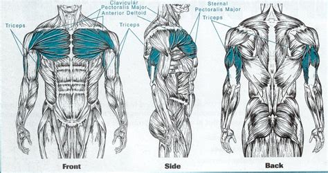 Barrett's Fitness: Witness the Fitness- Chest press