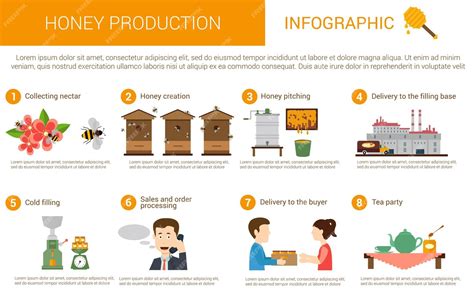 Premium Vector | Honey production process stages or steps in infographic