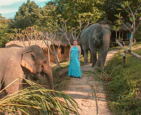 Chai Lai Orchid Eco Elephant Sanctuary In Chiang Mai Linda Goes East