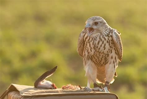 Las Aves M S Grandes Del Mundo Conoce Sus Impresionantes Dimensiones