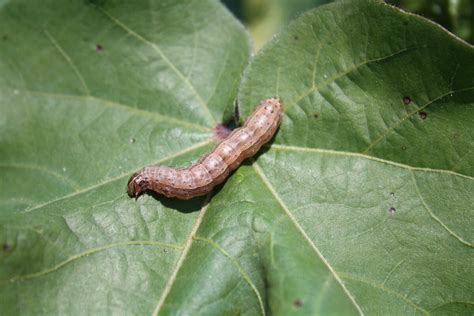 Fall Armyworm Ut Crops Pest Guides