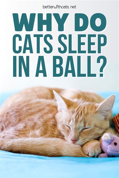 Why Do Cats Sleep In A Ball Cat Sleeping Cats Sick Cat