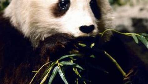 How to Save Endangered Pandas | Sciencing