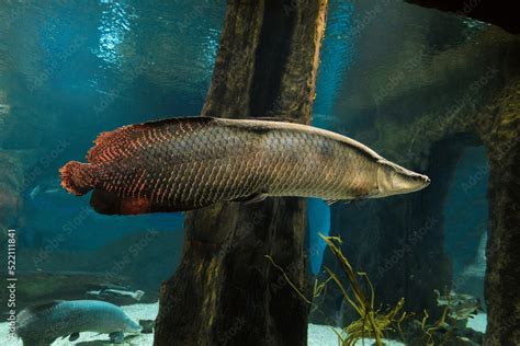 Arapaima Big Fish Swims In Water Pirarucu Arapaima Gigas Stock