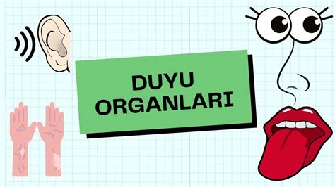 DUYU ORGANLARI YouTube