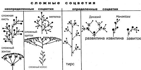 Соцветие Метелка – Telegraph