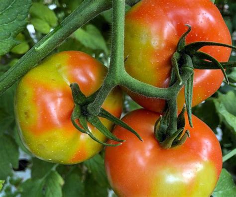 El Virus Rugoso Del Tomate Tobrfv Ahora También En España Horticultura