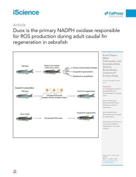 Pdf Duox Is The Primary Nadph Oxidase Responsible For Ros Production