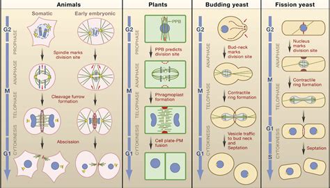 actomyosin contractile ring | Semantic Scholar