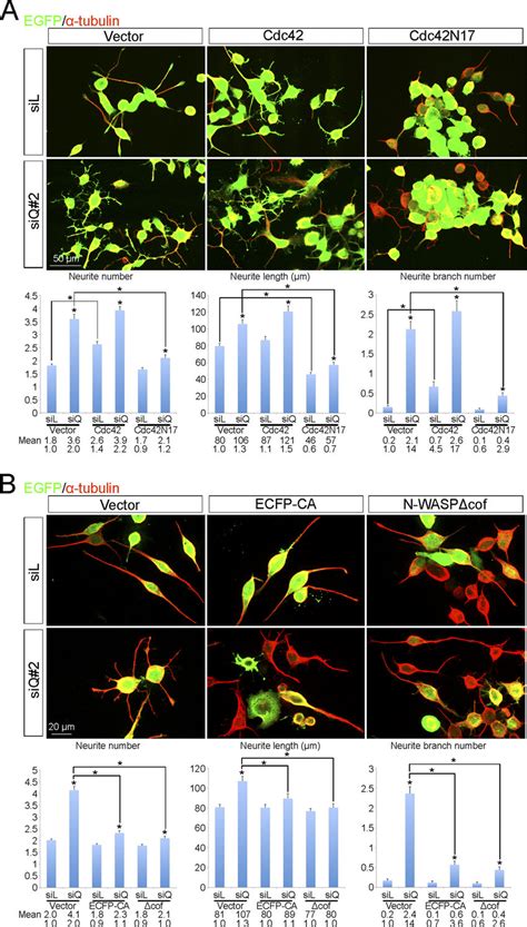 Hnrnp Q Regulates Neuronal Morphogenesis Through The Cdc N Wasp