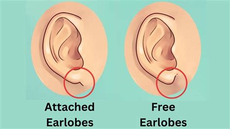 Personality Test: Your Ears Reveal Your Hidden Personality Traits