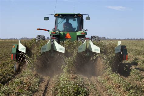 Peanut Harvest - New Georgia Encyclopedia