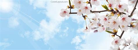 Pink Cherry Blossoms Facebook Cover Capa Facebook Instagram Fotos