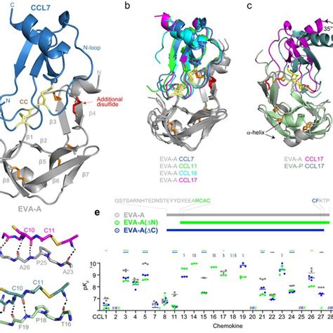 Structure Of EVA A Bound To The Human CC Chemokines A Overall