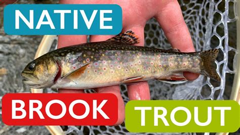 Small Stream Fly Fishing For Native Brook Trout Cinematic Youtube