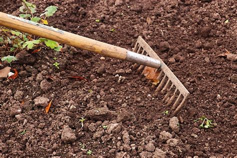 Easy Ways To Use Eggshells In Your Garden Wicked Handy