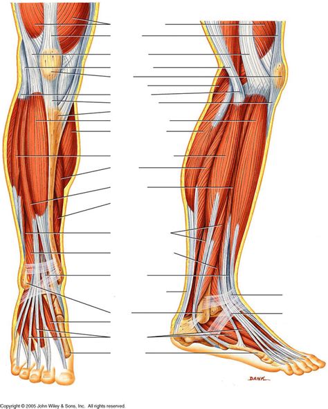 Lower Leg Muscle Diagram Diagram | Quizlet