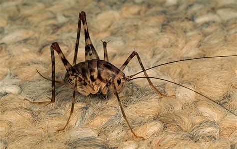 Crickets A Guide To Cricket Identification And Prevention In Dfw