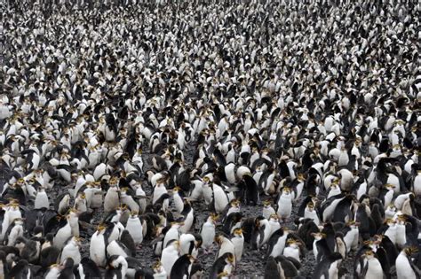 8 Must-Know Facts About Royal Penguins - Polar Guidebook