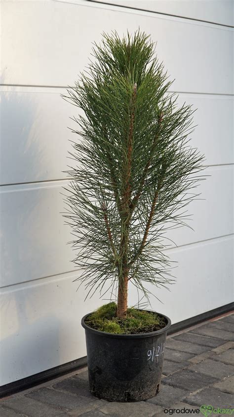 SOSNA CZARNA PYRAMIDALIS Pinus Nigra Pyramidalis OgrodowyOkazy Pl