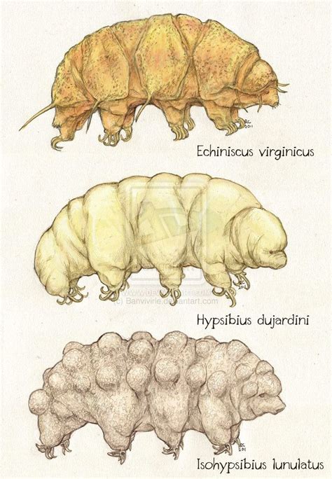 Microbiology on Bioscience - deviantART | Coloriage tortue ninja ...