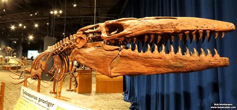 Tylosaurus proriger – Range Tracking