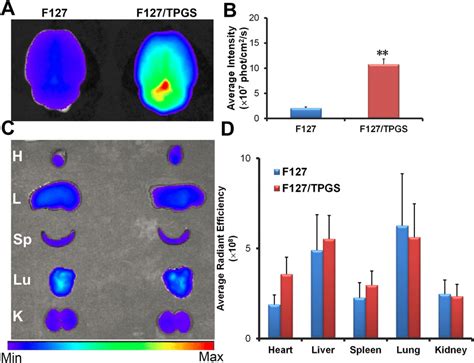 Ex Vivo Imaging Of Major Organs Post Dir Loaded Micelles I V Injection