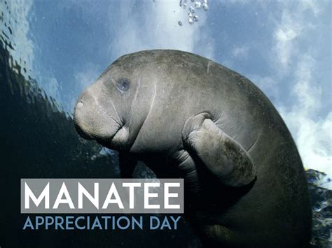 Manatee Appreciation Day 2019 | Qualads