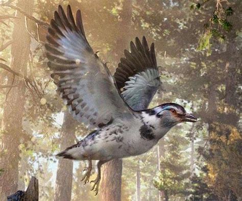 Chinese Cretaceous Fossil Highlights Avian Evolution