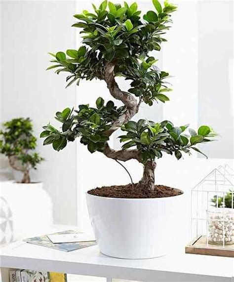 12 mejores árboles de bonsai cubiertos para principiantes Goodgardenthing