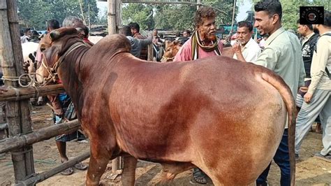 17122023 খামার উপযোগী বড় বড় শাহীওয়াল জাতের ষাঁড় গরুর দাম