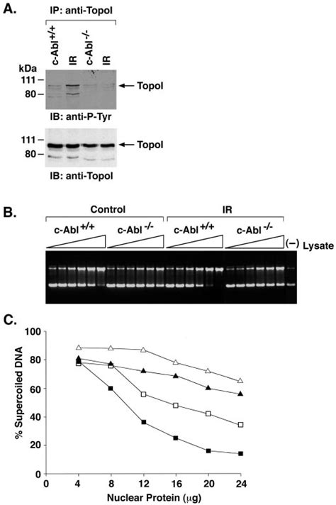 C Abl Phosphorylates Topo I At Tyr In Vitro A Gsttopo I Was