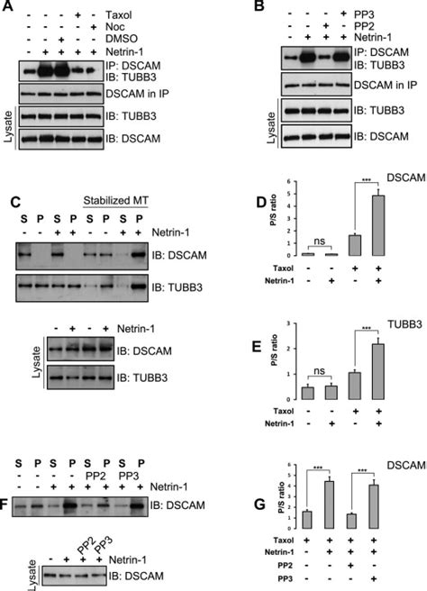 Coordinated Interaction Of Down Syndrome Cell Adhesion Molecule And