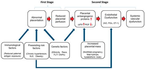 Ijms Free Full Text Preeclampsia Maternal Systemic Vascular