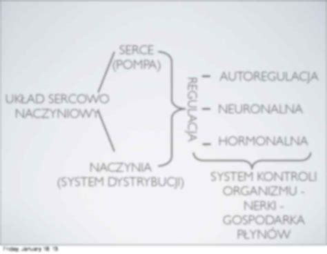 Układ sercowo naczyniowy wykład Notatek pl