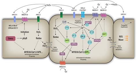 The Integration Of Reactive Oxygen Species Ros And Calcium Signalling