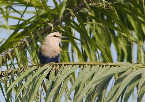 Blue Bellied Roller Blauwbuikscharrelaar Coracias Cyanog Flickr