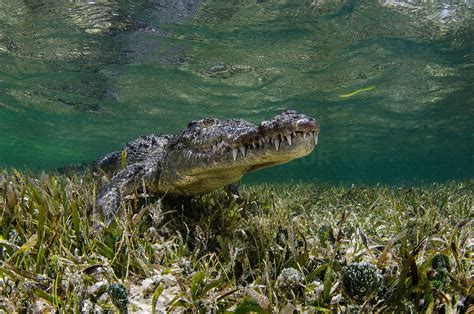 Greg Lecoeur Underwater and Wildlife Photography | American crocodile ...